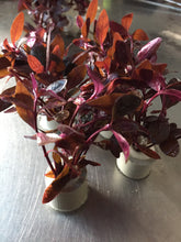 Load image into Gallery viewer, Alternanthera Sessilis