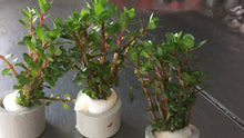 Load image into Gallery viewer, Rotala Sp. Bonsai