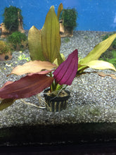 Load image into Gallery viewer, Echinodorus Horemanii Red