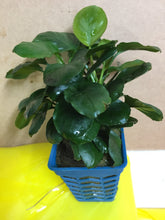Load image into Gallery viewer, Anubias Nana Coin