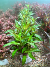 Load image into Gallery viewer, Limnophila Aromatica
