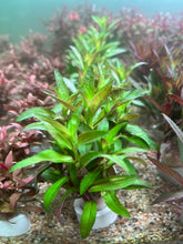 Load image into Gallery viewer, Limnophila Aromatica