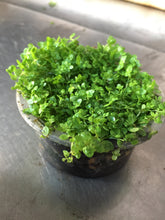 Load image into Gallery viewer, Hemianthus callitrichoides (Baby Tears)(Per Cup)