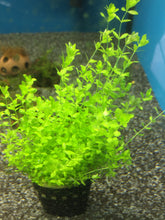 Load image into Gallery viewer, Micranthemum Micranthemoides (Pearl Weed)