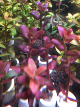 Load image into Gallery viewer, Bacopa Salzmannii