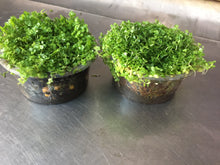 Load image into Gallery viewer, Hemianthus callitrichoides (Baby Tears)(Per Cup)
