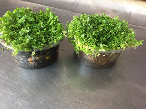 Hemianthus callitrichoides (Baby Tears)(Per Cup)