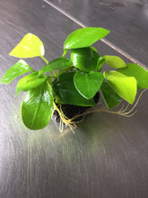 Load image into Gallery viewer, Anubias Nana Golden
