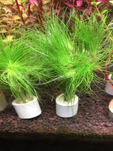 Load image into Gallery viewer, Eriocaulon Setaceum