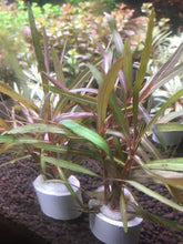 Load image into Gallery viewer, Hygrophila Sp. 'Araguaia'.