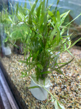 Load image into Gallery viewer, Heteranthera Zosterifolia