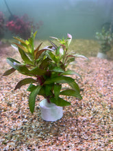 Load image into Gallery viewer, Limnophila Aromatica