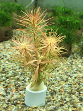 Load image into Gallery viewer, Ludwigia Pantanal