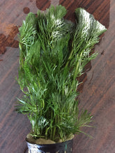 Load image into Gallery viewer, Cabomba Caroliniana