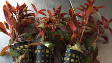 Load image into Gallery viewer, Ludwigia Glandulosa