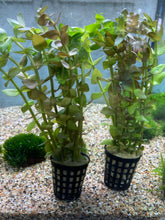 Load image into Gallery viewer, Bacopa Caroliniana