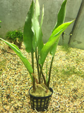 Load image into Gallery viewer, Cryptocoryne ciliata