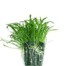 Load image into Gallery viewer, Lilaeopsis Brasiliensis