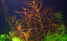 Load image into Gallery viewer, Ludwigia Arcuata