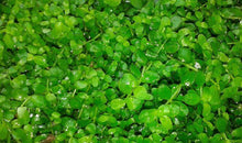 Load image into Gallery viewer, Micranthemum 'Monte Carlo' (In a plate)