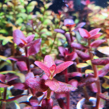 Load image into Gallery viewer, Bacopa Salzmannii