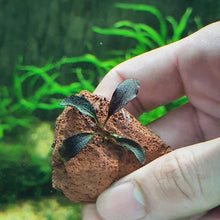 Load image into Gallery viewer, Brownie Ghost 2011
