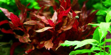 Load image into Gallery viewer, Alternanthera Reineckii Variegated