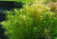 Load image into Gallery viewer, Rotala Najean
