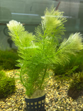 Load image into Gallery viewer, Limnophila Aquatica
