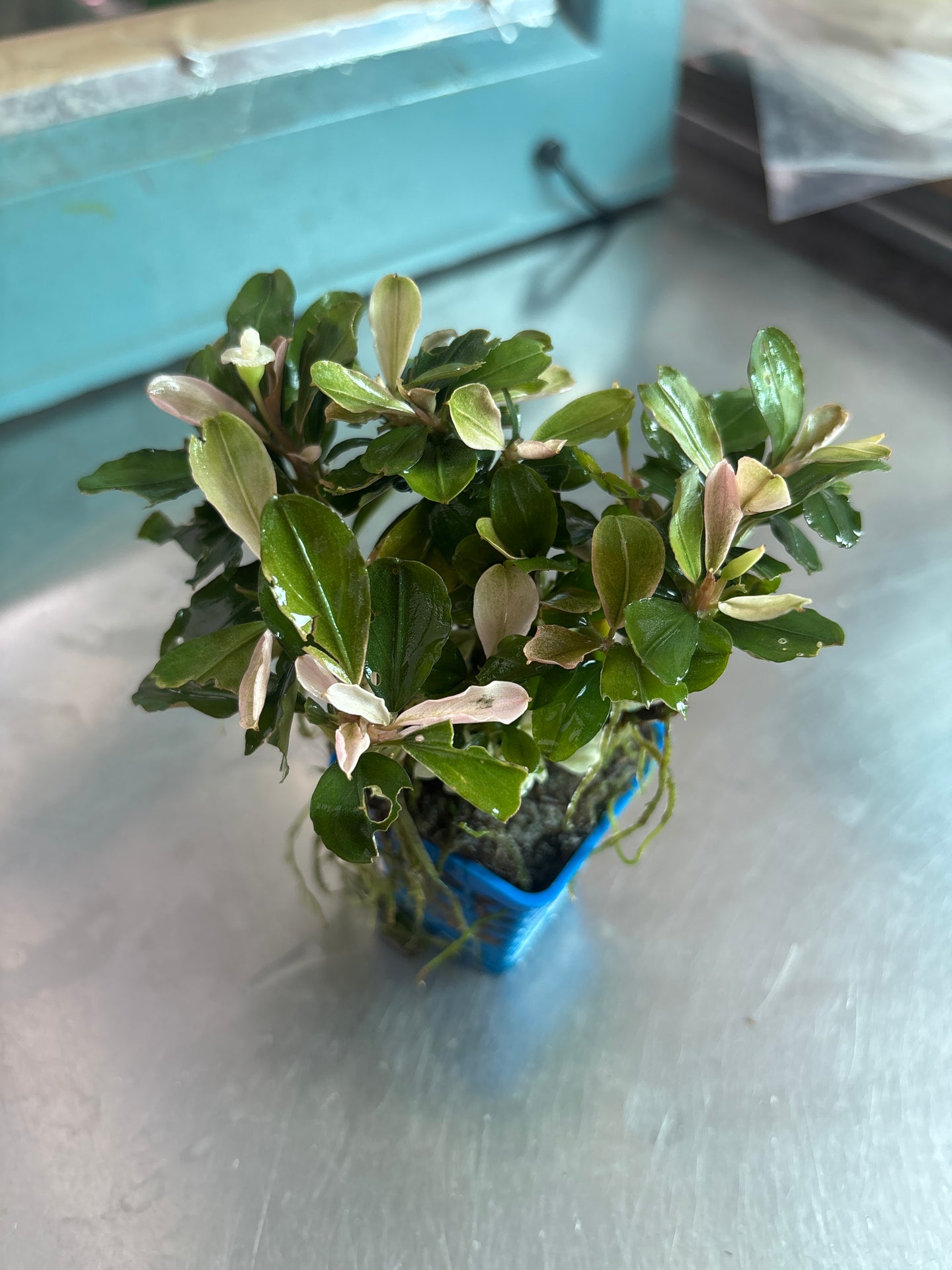 Bucephalandra Pink Melawi