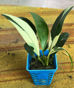 Anubias Heterophylla sp. White