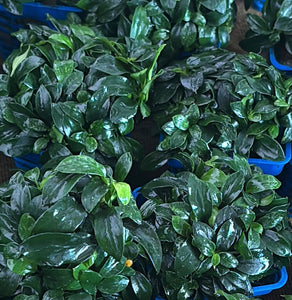 Anubias  Pangolin