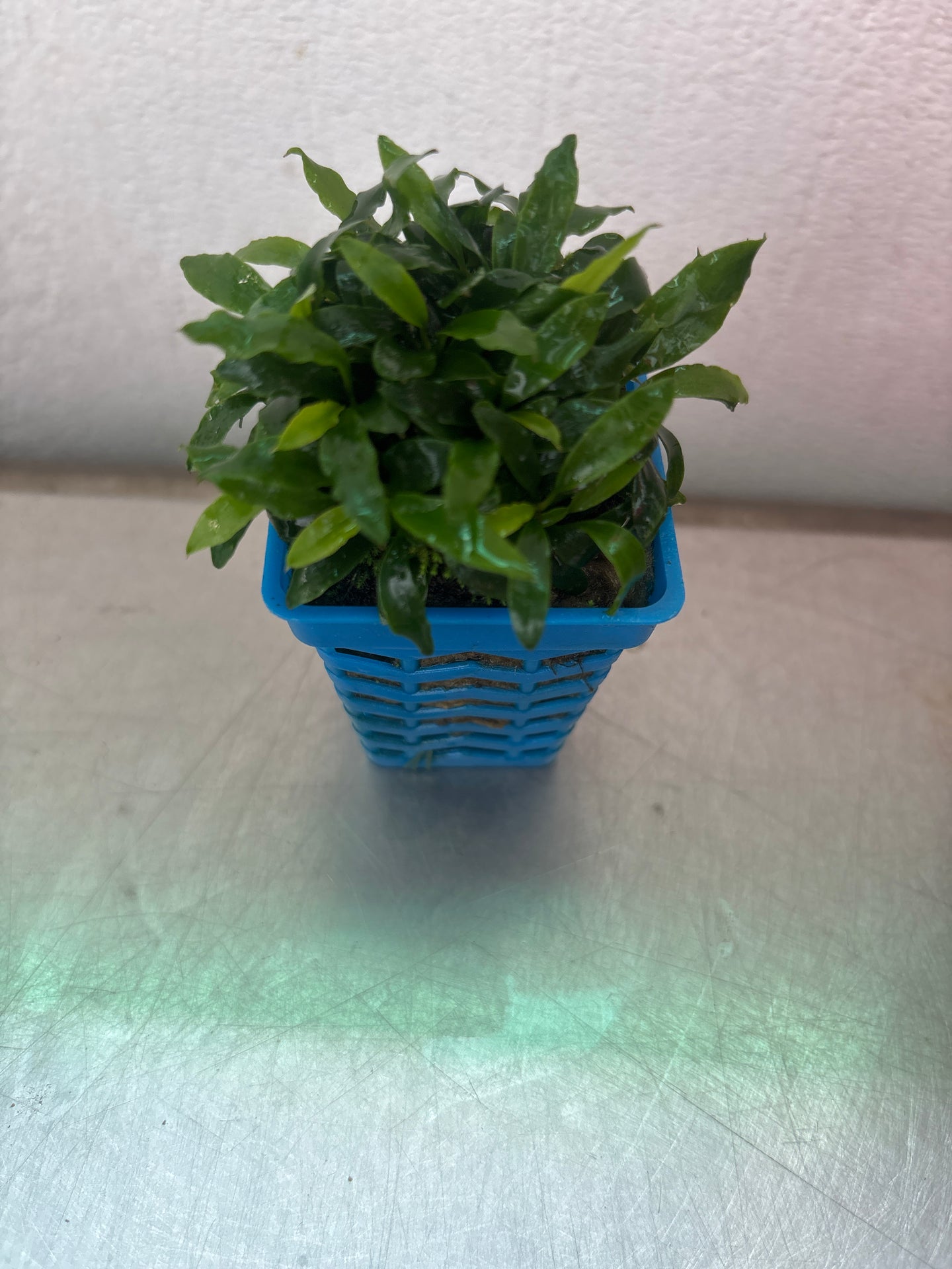 Anubias Mini Glabra