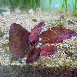 Nymphaea Lotus Red