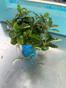 Bucephalandra Pink Melawi