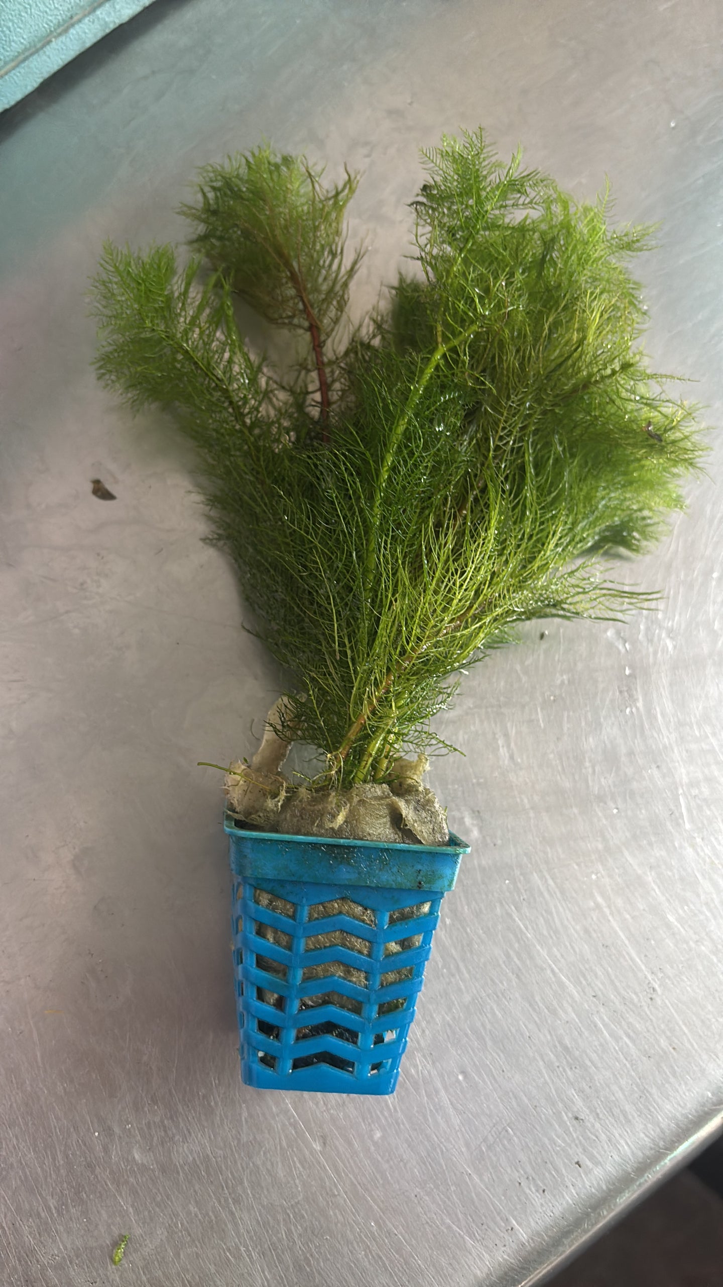 Myriophyllum Matogrossense