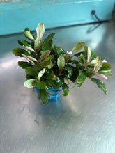 Load image into Gallery viewer, Bucephalandra Pink Melawi
