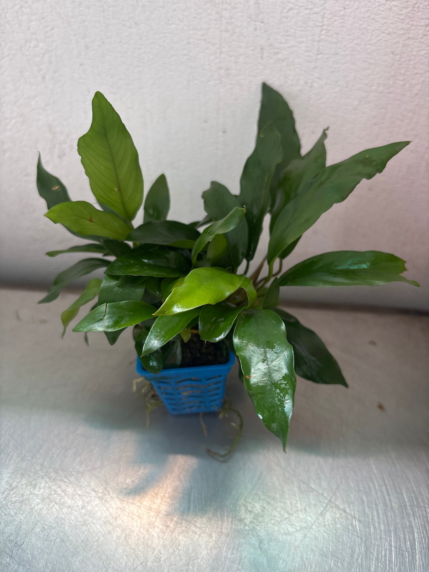 Anubias Glabra