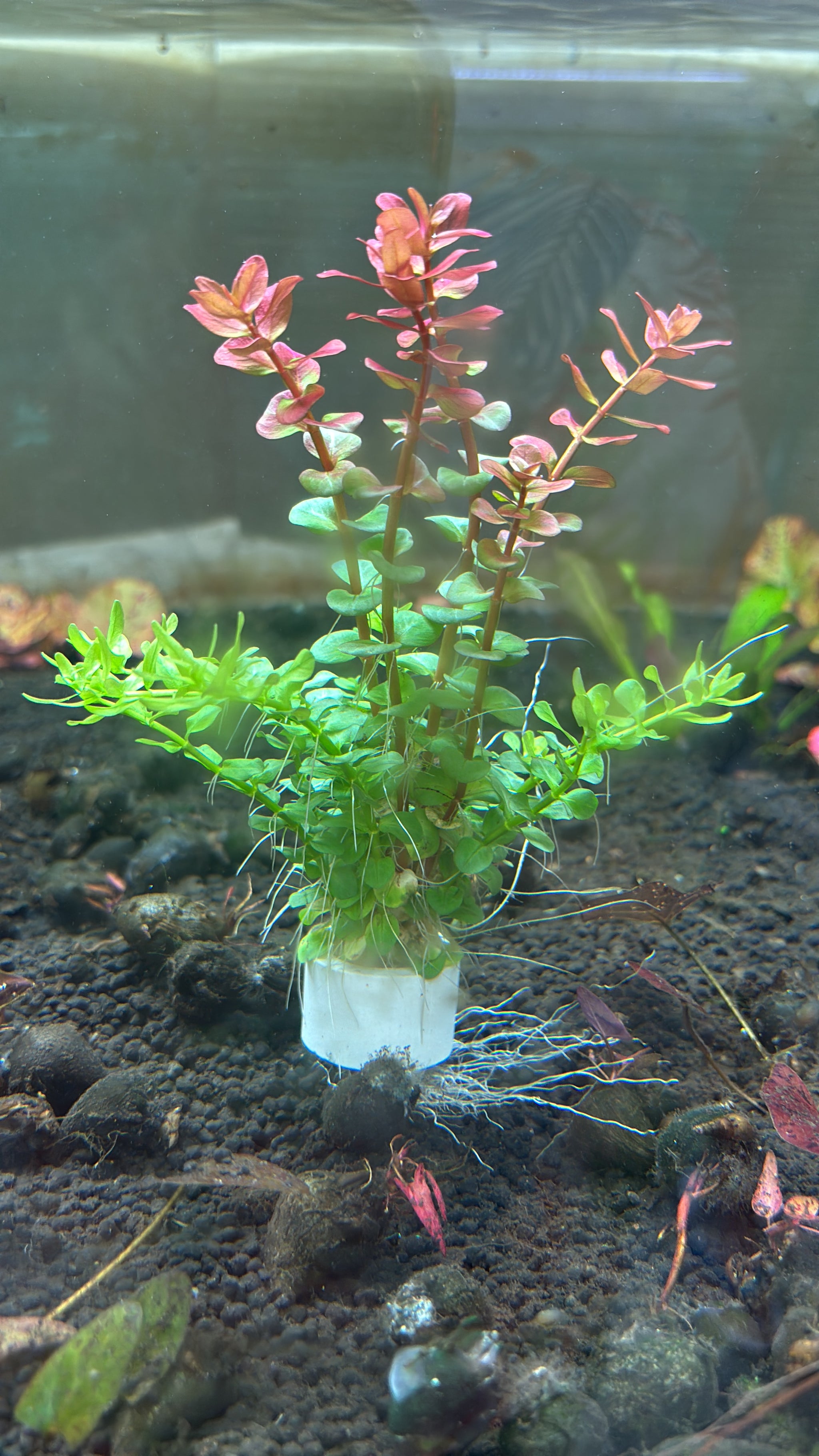 Midground Plants for Aquascaping: Top Picks for Stunning Aquariums