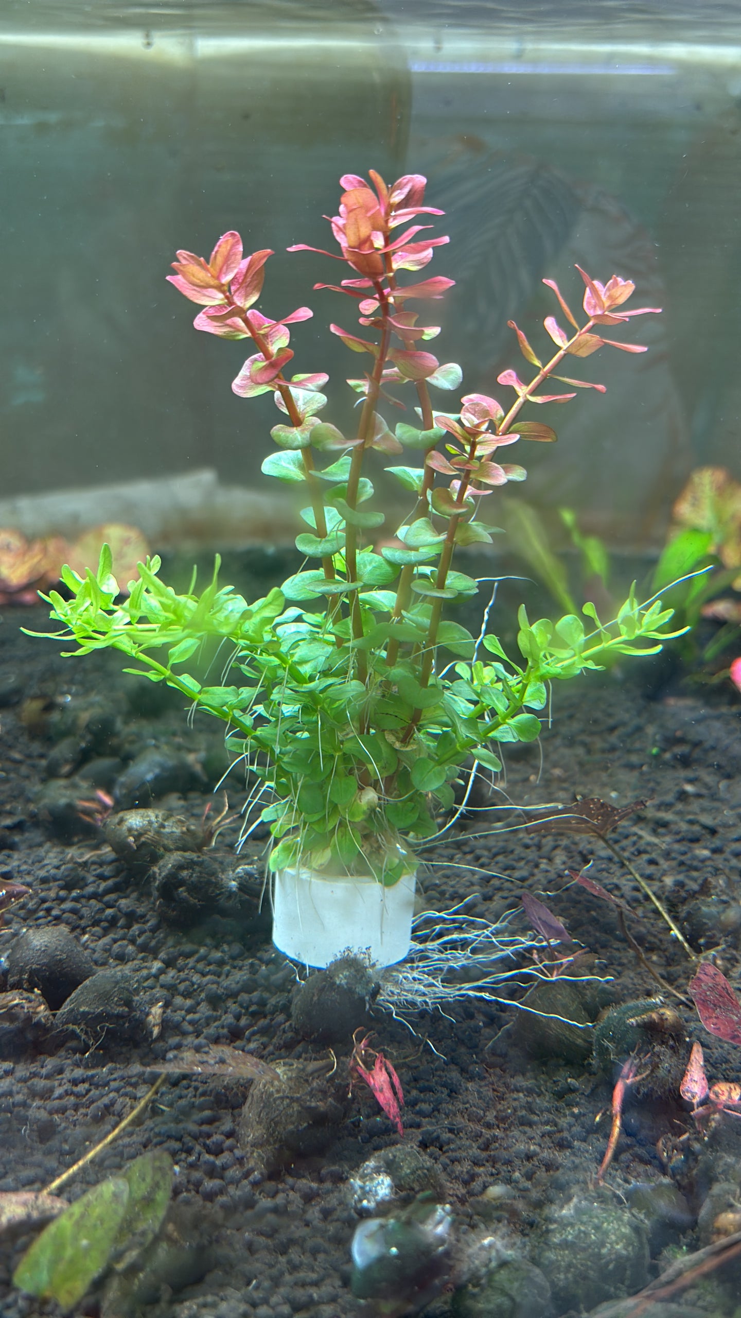 Rotala Red & Green (Mixed)