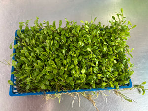 Glossostigma Elatinoides (Plate)