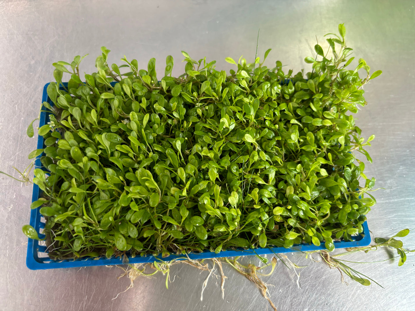 Glossostigma Elatinoides (Plate)