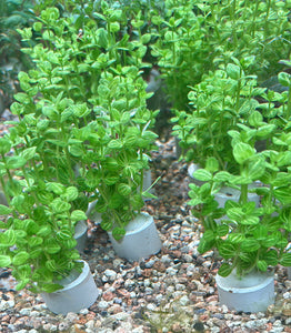 Lindernia Rotundifolia 'Variegated'