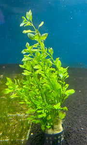 Ludwigia Palustris Green