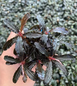 Bucephalandra Red Dragon Fly