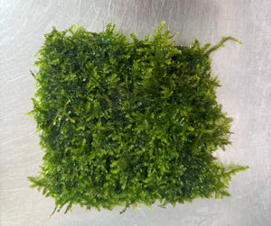 Christmas Moss (Mesh)