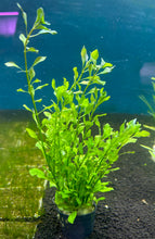 Load image into Gallery viewer, Ludwigia Palustris Green
