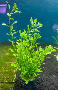 Ludwigia Palustris Green