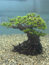Load image into Gallery viewer, US Fissidens (Bonsai Tree)
