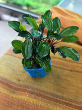 Load image into Gallery viewer, Bucephalandra Red Heart
